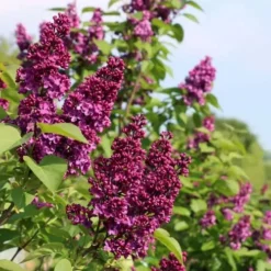Ludwig Spaeth French Lilac (Syringa) - 1 Gallon Pot -Outlet Aegis Garden Store syringa vulgaris ludwig spaeth lilac 5