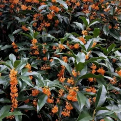 Fragrant Orange Tea Olive - Osmanthus Fragrans Aurantiacus - 1 Gallon Pot -Outlet Aegis Garden Store tea olive orange 103 1