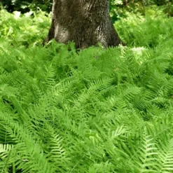 Southern Wood Fern (Thelypteris Kunthii) - 10 Pack Of Quart Pots 18 Southern Wood Fern (Thelypteris Kunthii) - 10 Pack Of Quart Pots -Outlet Aegis Garden Store thelypteris kunthii southern wood fern 110