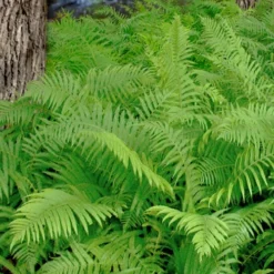 Southern Wood Fern (Thelypteris Kunthii) - 10 Pack Of Quart Pots 21 Southern Wood Fern (Thelypteris Kunthii) - 10 Pack Of Quart Pots -Outlet Aegis Garden Store thelypteris kunthii southern wood fern 112
