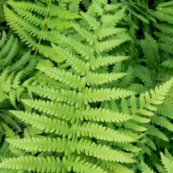 Southern Wood Fern (Thelypteris Kunthii) - 5 Pack Of Quart Pots -Outlet Aegis Garden Store thelypteris kunthii southern wood fern 113 4