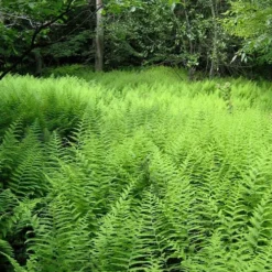 Southern Wood Fern (Thelypteris Kunthii) - 5 Pack Of Quart Pots -Outlet Aegis Garden Store thelypteris kunthii southern wood fern 114 4