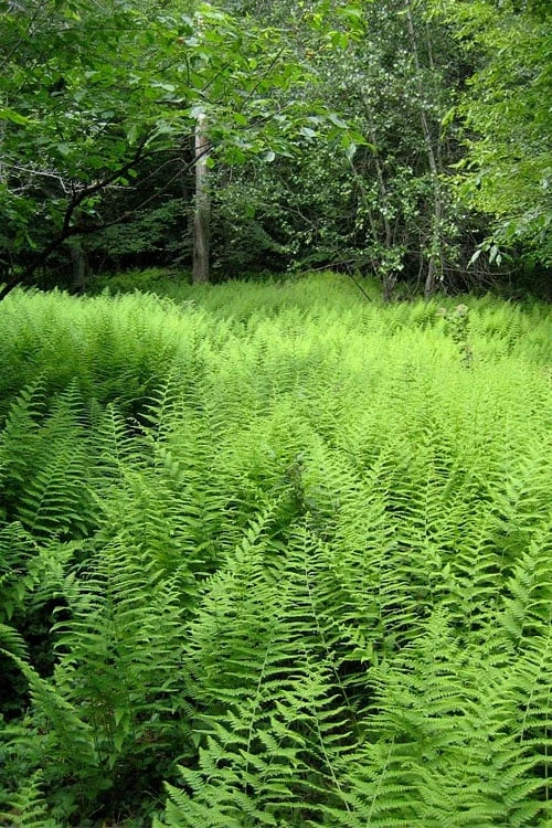 Southern Wood Fern (Thelypteris Kunthii) - 10 Pack Of Quart Pots 11 Southern Wood Fern (Thelypteris Kunthii) - 10 Pack Of Quart Pots - Image 9
