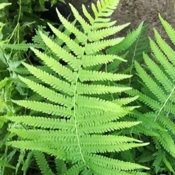 Southern Wood Fern (Thelypteris Kunthii) - 10 Pack Of Quart Pots 17 Southern Wood Fern (Thelypteris Kunthii) - 10 Pack Of Quart Pots -Outlet Aegis Garden Store thelypteris kunthii southern wood fern 115