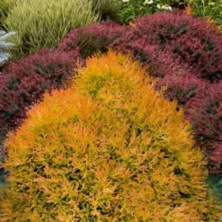 Fire Chief Arborvitae - 2.5 Gallon Pot -Outlet Aegis Garden Store thuja fire chief arborvitae 103