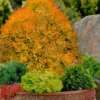 Fire Chief Arborvitae - 2.5 Gallon Pot -Outlet Aegis Garden Store thuja fire chief arborvitae 106