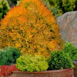 Fire Chief Arborvitae - 1 Gallon Pot