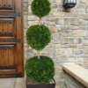 Emerald Green Arborvitae Poodle Tier Topiary (3 Ball) - 5 Gallon Pot 1 Emerald Green Arborvitae Poodle Tier Topiary (3 Ball) - 5 Gallon Pot -Outlet Aegis Garden Store thuja occidentalis emerald green arborvitae 3 ball poodle tier topiary 1