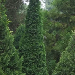 North Pole Arborvitae (Thuja) - 3 Gallon Pot -Outlet Aegis Garden Store thuja occidentalis north pole arborvitae 1 1