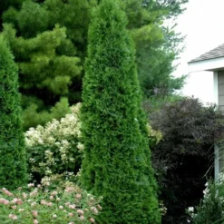 North Pole Arborvitae (Thuja) - 3 Gallon Pot -Outlet Aegis Garden Store thuja occidentalis north pole arborvitae 2 1