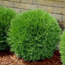 Planet Earth Arborvitae - 3 Gallon Pot -Outlet Aegis Garden Store thuja occidentalis planet earth arborvitae 4