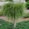 Whipcord Arborvitae (Single Trunk Topiary Tree) - 2 Gallon Pot -Outlet Aegis Garden Store thuja plicata whipcord arbirvitae topiary tree 1