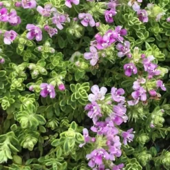 Highland Cream Creeping Thyme - 5 Pack Of Quart Pots -Outlet Aegis Garden Store thyme highland cream 500x750 1