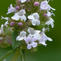 Lemon Thyme (Thymus Citriodorus) - 6 Pack Of Pint Pots -Outlet Aegis Garden Store thymus citriodorus lemon thyme 1