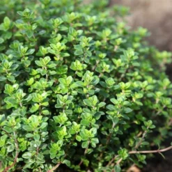 Lemon Thyme (Thymus Citriodorus) - 6 Pack Of Pint Pots -Outlet Aegis Garden Store thymus citriodorus lemon thyme 3