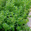 Lemon Thyme (Thymus Citriodorus) - 6 Pack Of Pint Pots -Outlet Aegis Garden Store thymus citriodorus lemon thyme 4