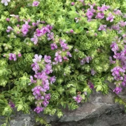 Highland Cream Creeping Thyme - 5 Pack Of Quart Pots -Outlet Aegis Garden Store thymus praecox highland creeping thyme 1