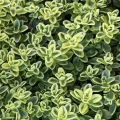 Highland Cream Creeping Thyme - 5 Pack Of Quart Pots -Outlet Aegis Garden Store thymus praecox highland creeping thyme 4