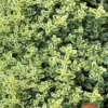 Highland Cream Creeping Thyme - 5 Pack Of Quart Pots -Outlet Aegis Garden Store thymus praecox highland creeping thyme 6
