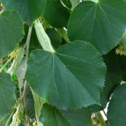 American Basswood Tree (Tilia Americana) - 3 Gallon Pot -Outlet Aegis Garden Store tilia americana basswood tree 1