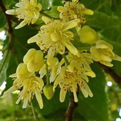 American Basswood Tree (Tilia Americana) - 3 Gallon Pot -Outlet Aegis Garden Store tilia americana basswood tree 2