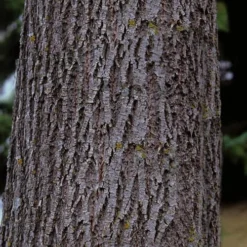 American Basswood Tree (Tilia Americana) - 3 Gallon Pot -Outlet Aegis Garden Store tilia americana basswood tree 3