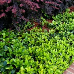 Asian Jasmine (Trachelospermum Asiaticum) - 36 Pack Of 3.5" Pint Pots -Outlet Aegis Garden Store trachelospermum asiaticum asian jasmine 2 3