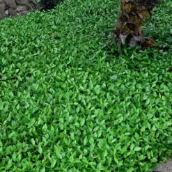 Asian Jasmine (Trachelospermum Asiaticum) - 72 Pack Of 3.5" Pint Pots -Outlet Aegis Garden Store trachelospermum asiaticum asian jasmine 3