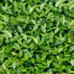 Asian Jasmine (Trachelospermum Asiaticum) - 36 Pack Of 3.5" Pint Pots -Outlet Aegis Garden Store trachelospermum asiaticum asian jasmine 6 3