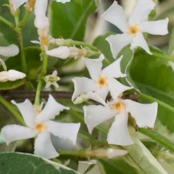 Variegated Confederate Jasmine - Trachelospermum Jasminoides - 6 Pack Of 1 Gallon Pots -Outlet Aegis Garden Store trachelospermum jasminoides variegatum confederate jasmine 1 1