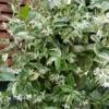 Variegated Confederate Jasmine - Trachelospermum Jasminoides - 6 Pack Of 1 Gallon Pots -Outlet Aegis Garden Store trachelospermum jasminoides variegatum confederate jasmine 3 1