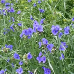 Ohio Blue Jacket Spiderwort (Tradescantia Ohiensis) - 1 Gallon Pot -Outlet Aegis Garden Store tradescantia ohiensis ohio spiderwort 3