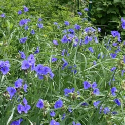 Ohio Blue Jacket Spiderwort (Tradescantia Ohiensis) - 1 Gallon Pot -Outlet Aegis Garden Store tradescantia ohiensis ohio spiderwort 4