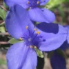 Ohio Blue Jacket Spiderwort (Tradescantia Ohiensis) - 1 Gallon Pot -Outlet Aegis Garden Store tradescantia ohiensis ohio spiderwort 6