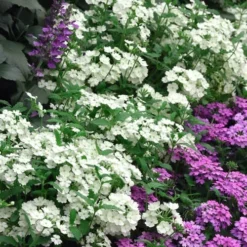 EnduraScape White Verbena - 10 Pack Of Pint Pots -Outlet Aegis Garden Store verbena endurascape white 1