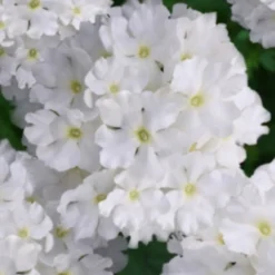 EnduraScape White Verbena - 10 Pack Of Pint Pots -Outlet Aegis Garden Store verbena endurascape white 2