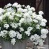 EnduraScape White Verbena - 10 Pack Of Pint Pots -Outlet Aegis Garden Store verbena endurascape white 4