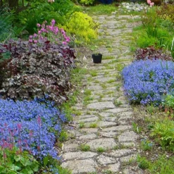 Georgia Blue Veronica Umbrosa - 1 Gallon Pot -Outlet Aegis Garden Store veronica peduncularis georgia blue speedwell 1 1
