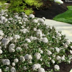 Spice Baby Koreanspice Viburnum - 1 Gallon Pot -Outlet Aegis Garden Store viburnum carleseii spice baby 5