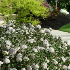 Spice Baby Koreanspice Viburnum - 1 Gallon Pot -Outlet Aegis Garden Store viburnum carleseii spice baby 7