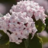 Spice Baby Koreanspice Viburnum - 1 Gallon Pot -Outlet Aegis Garden Store viburnum carleseii spice baby 8