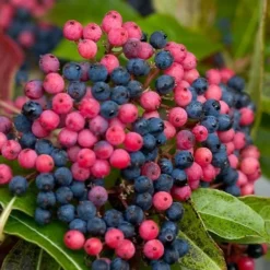 Brandywine Viburnum - 3 Gallon Pot -Outlet Aegis Garden Store viburnum nudum brandywine 2