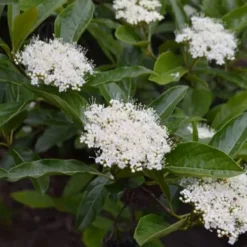 Brandywine Viburnum - 3 Gallon Pot -Outlet Aegis Garden Store viburnum nudum brandywine 3