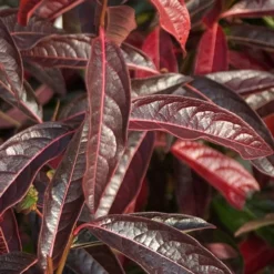 Brandywine Viburnum - 3 Gallon Pot -Outlet Aegis Garden Store viburnum nudum brandywine 5