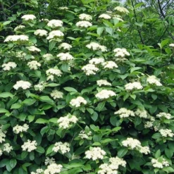 Brandywine Viburnum - 3 Gallon Pot -Outlet Aegis Garden Store viburnum nudum brandywine 6