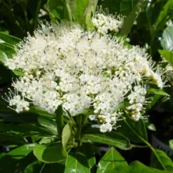 Brandywine Viburnum - 3 Gallon Pot -Outlet Aegis Garden Store viburnum nudum brandywine 7