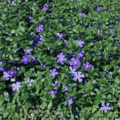Bigleaf Periwinkle (Vinca Major) - 8 Pack Of 2.5" Pots 11 Bigleaf Periwinkle (Vinca Major) - 8 Pack Of 2.5" Pots -Outlet Aegis Garden Store vinca major bigleaf periwinkle 10