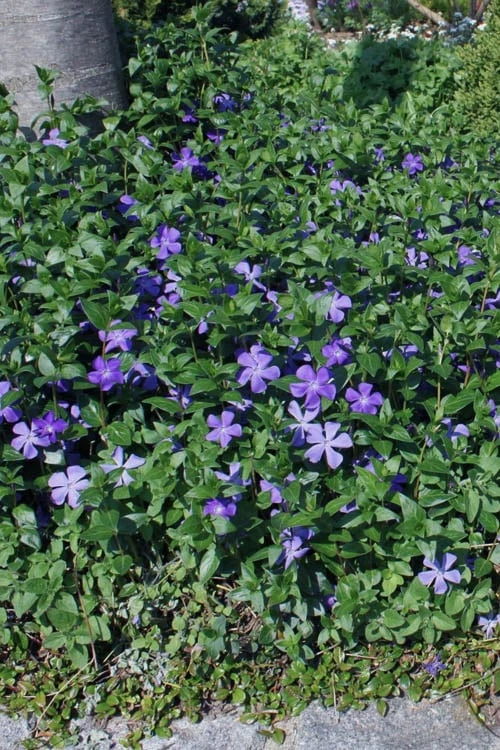 Bigleaf Periwinkle (Vinca Major) - 8 Pack Of 2.5" Pots 6 Bigleaf Periwinkle (Vinca Major) - 8 Pack Of 2.5" Pots - Image 4