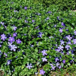 Bigleaf Periwinkle (Vinca Major) - 8 Pack Of 2.5" Pots 12 Bigleaf Periwinkle (Vinca Major) - 8 Pack Of 2.5" Pots -Outlet Aegis Garden Store vinca major bigleaf periwinkle 11