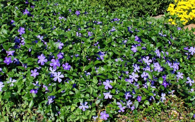 Bigleaf Periwinkle (Vinca Major) - 8 Pack Of 2.5" Pots 7 Bigleaf Periwinkle (Vinca Major) - 8 Pack Of 2.5" Pots - Image 5